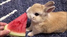 娱乐吃瓜兔子视频大全,盘点热门视频大全  第1张